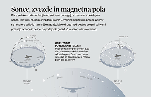 Epske selitve ptic