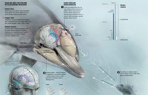 razumevanje delfinov