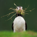 puffin-collects-materials-burrow-160.jpg
