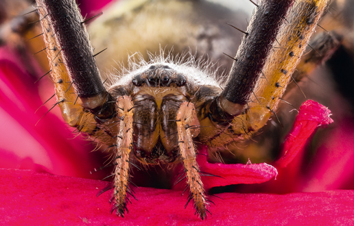 Argiope bruennichi