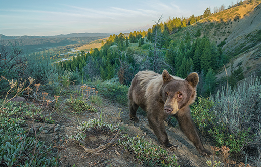 yellowstone