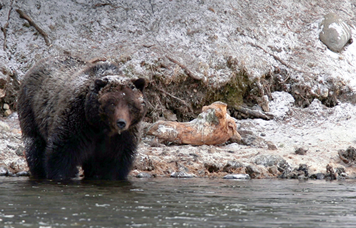 yellowstone