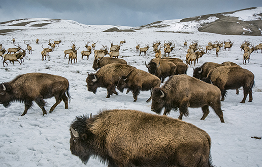 yellowstone