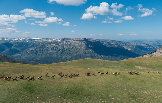 yellowstone