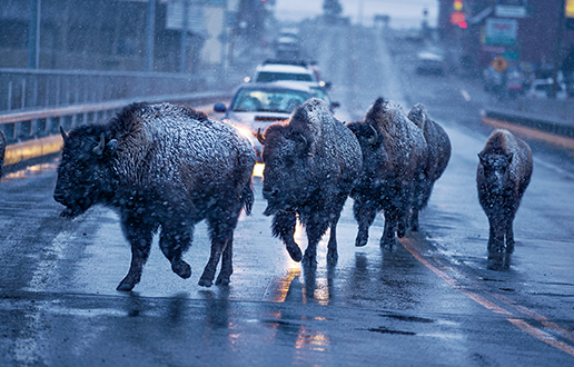 yellowstone