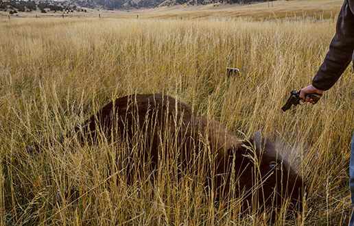 yellowstone