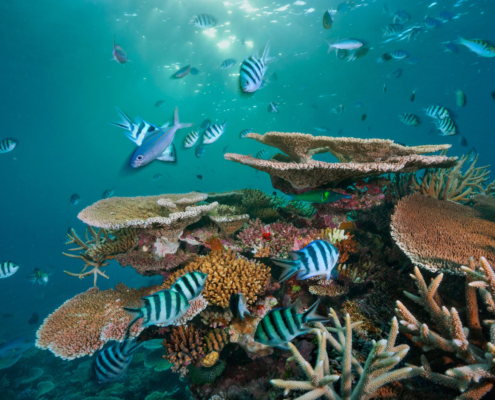 Reševanje koralnih grebenov