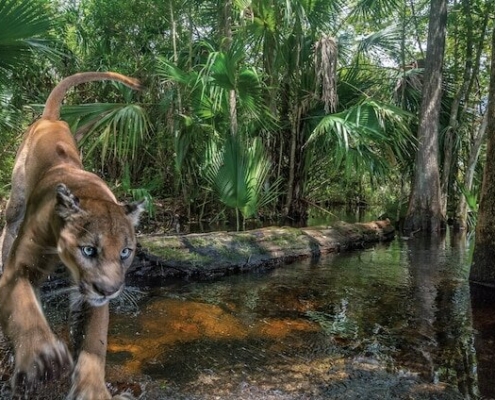 Floridska puma