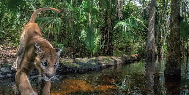 Floridska puma