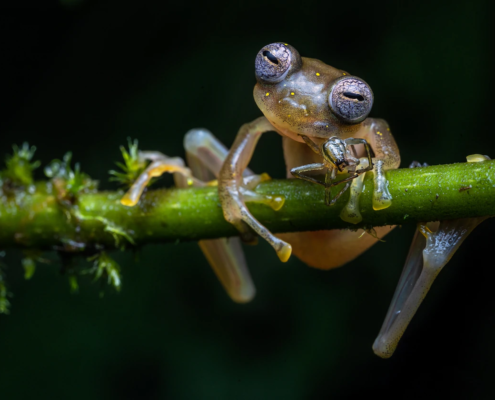 Popolnoma prozorno