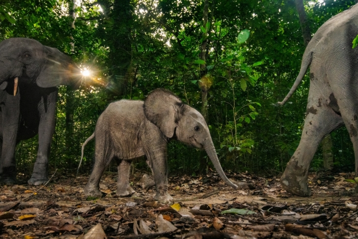 Krhko zatočišče za gozdne slone