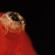 Amfipodni rakec iz družine Cyproideidae (JAR).