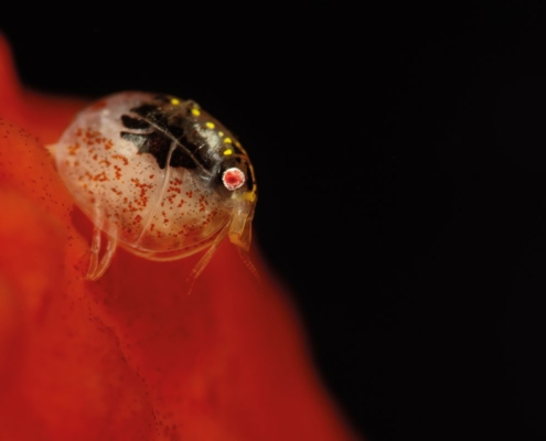 Amfipodni rakec iz družine Cyproideidae (JAR).