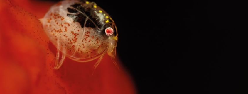 Amfipodni rakec iz družine Cyproideidae (JAR).