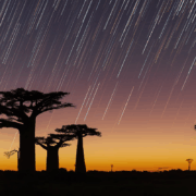 Drevesa baobaba na Madagaskarju (foto: Babak Tafreshi)