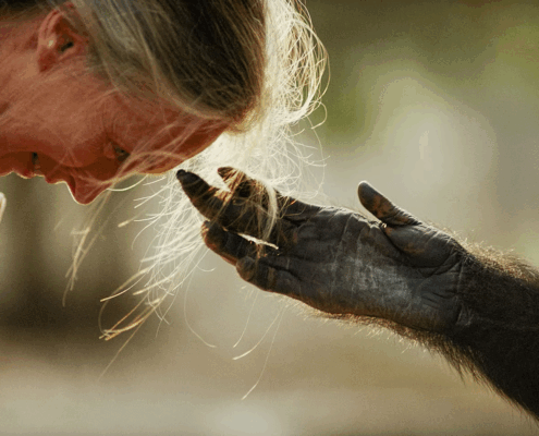 Šimpanz se dotika las raziskovalke Jane Goodall.