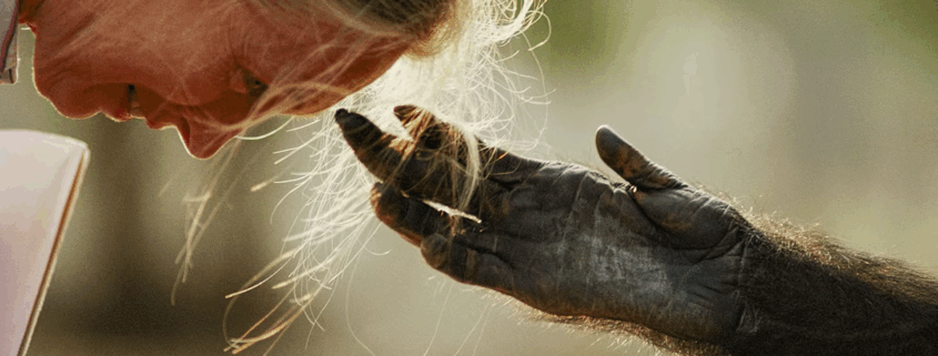 Šimpanz se dotika las raziskovalke Jane Goodall.