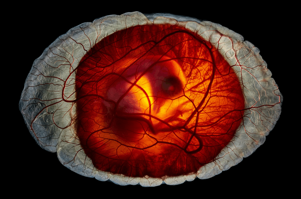 Fotograf Anand Varma je  ujel trenutek, ko je v jajcu še videti rumenjak, vendar je že jasno vidna tudi oblika ptice.