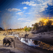 Fotograf Stephen Wilkes je v enem samem dnevu, polnem napetih dogodkov, opazoval živali, ki so se v času izjemne suše v delti Okavanga v Bocvani zgrinjale k skromni vodni kotanji.