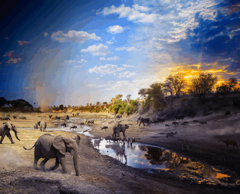 Fotograf Stephen Wilkes je v enem samem dnevu, polnem napetih dogodkov, opazoval živali, ki so se v času izjemne suše v delti Okavanga v Bocvani zgrinjale k skromni vodni kotanji.